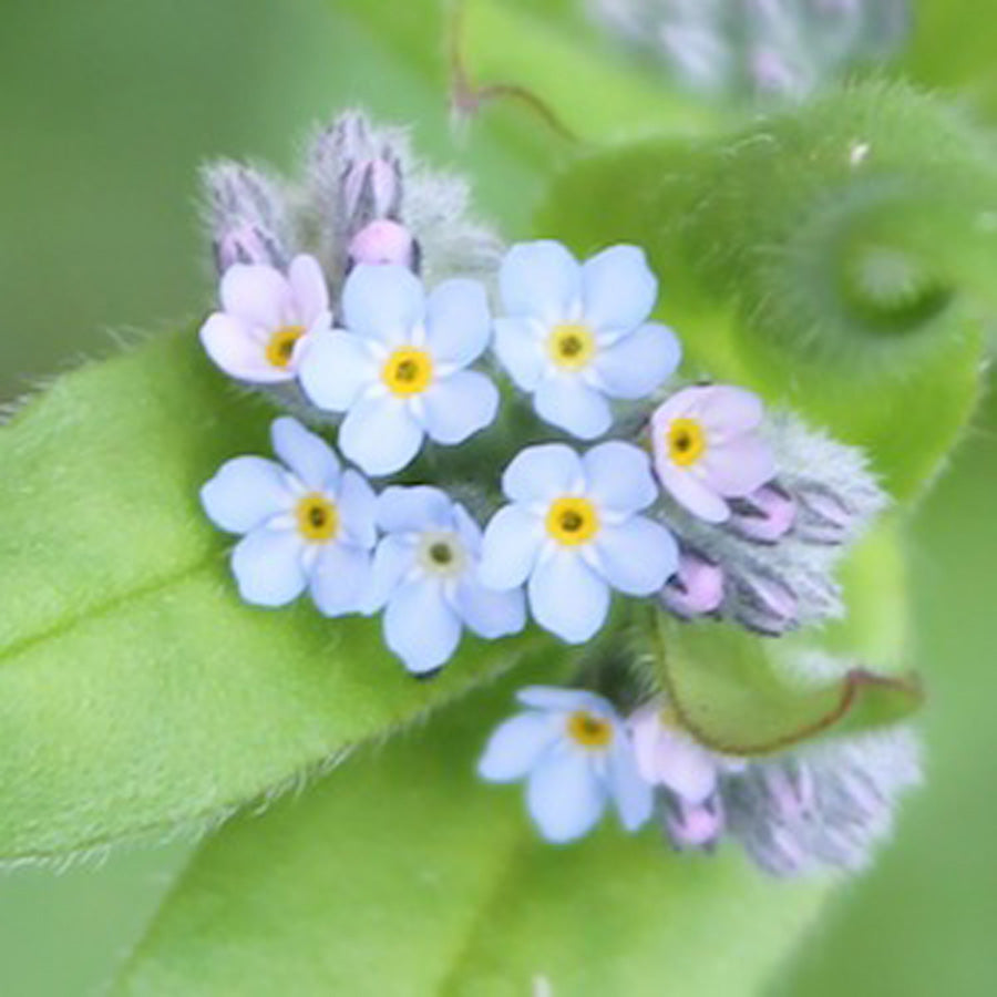 Forget-me-not seedball matchbox