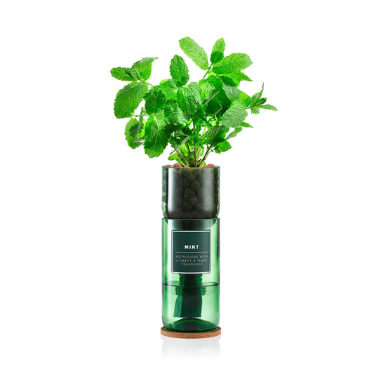 Grow your own Mint Hydro-herb kit