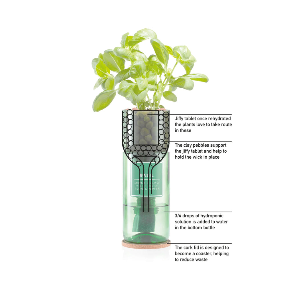 Dwarf Greek Basil Hydro-Herb kit