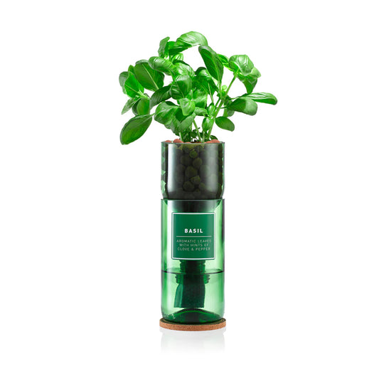 Basil Hydro-herb kit