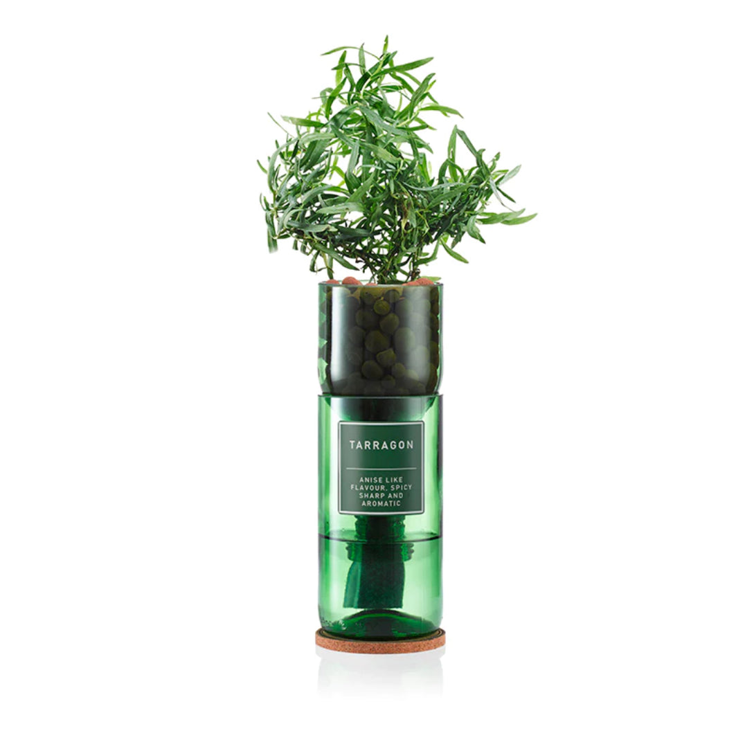 Rosemary Hydro-Herb kit