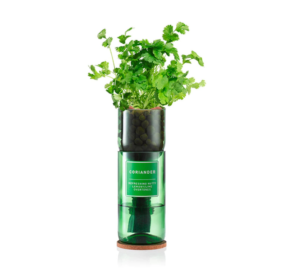 Coriander Hydro-Herb kit