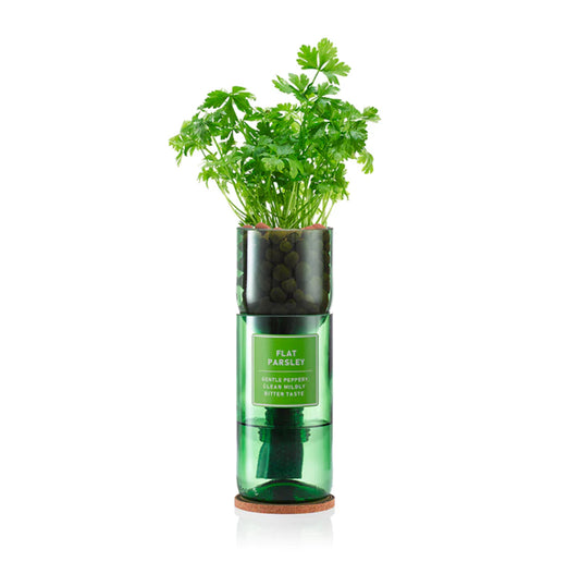 Flat Parsley Hydro-Herb kit