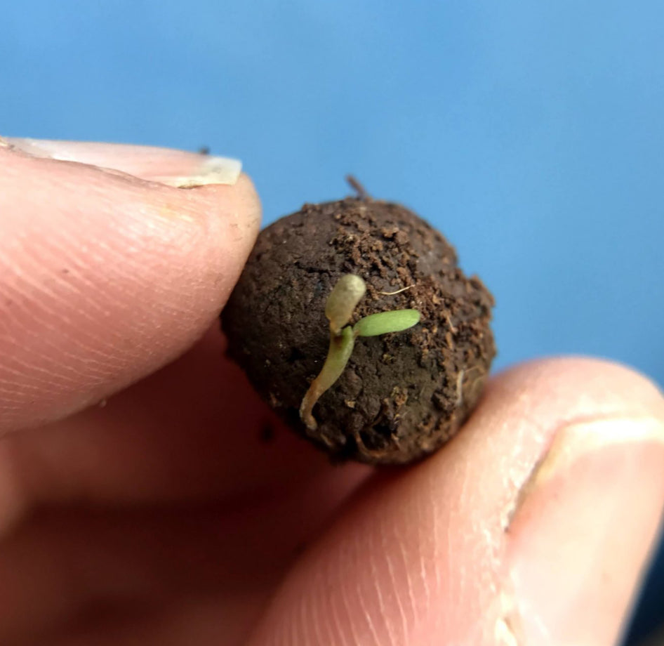Thinking of you seedball matchbox
