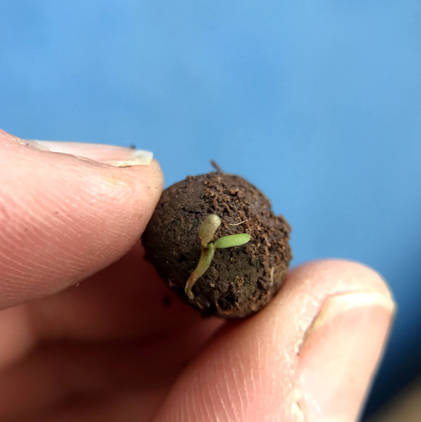 Forget-me-not seedball matchbox