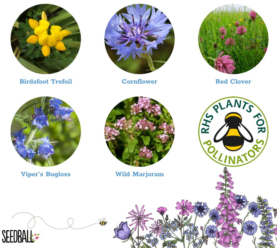 Bee Box seedball Matchbox